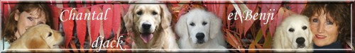 nouveau site de d'Jack